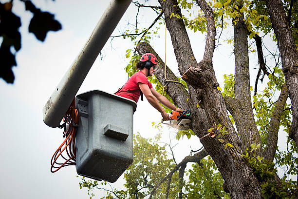 How Our Tree Care Process Works  in  Pleasant Run, OH