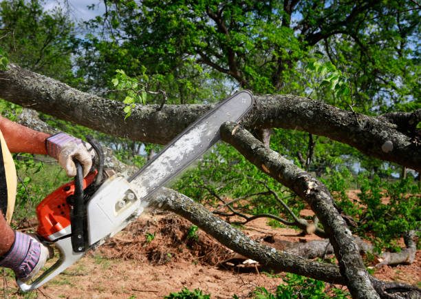 Reliable Pleasant Run, OH Tree Services Solutions